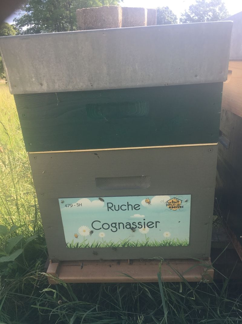 La ruche Cognassier
