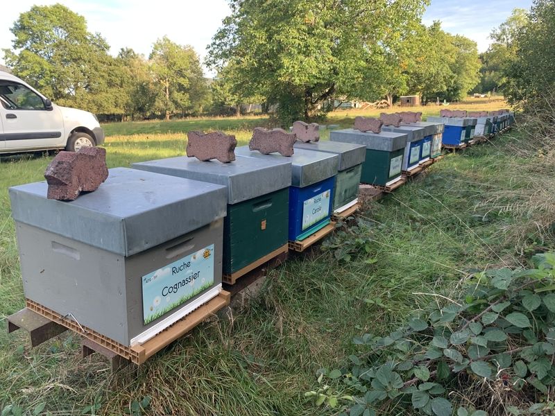 La ruche Cognassier