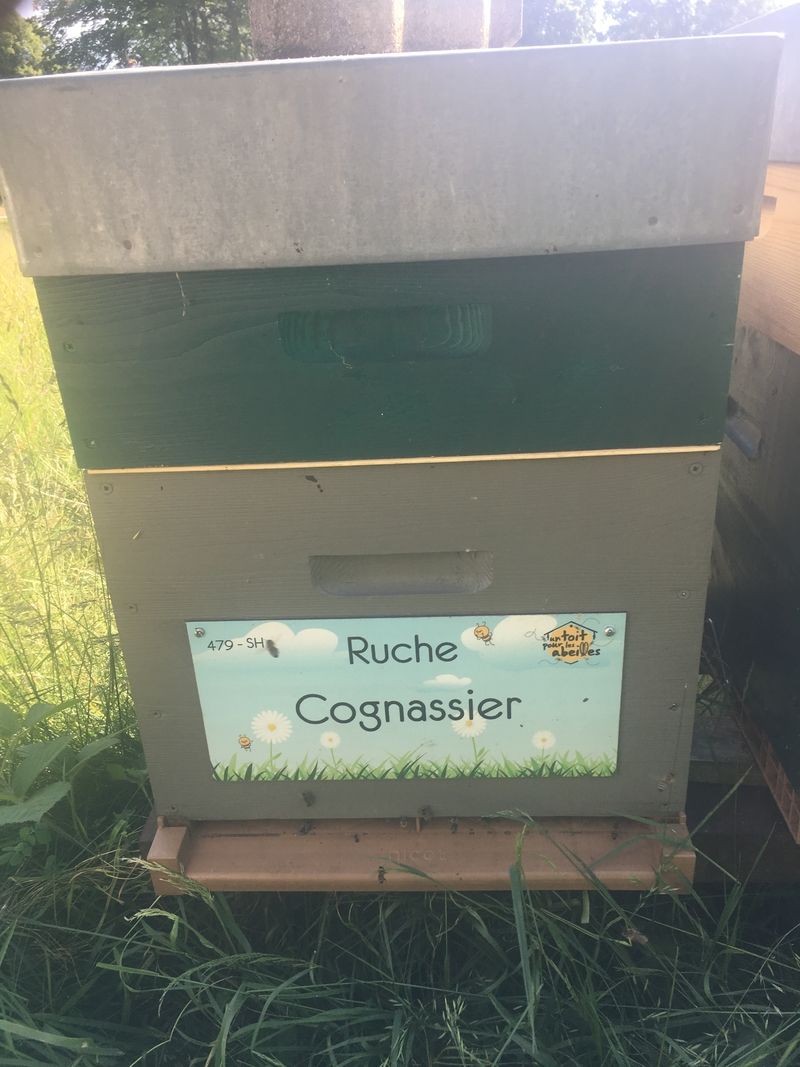 La ruche Cognassier