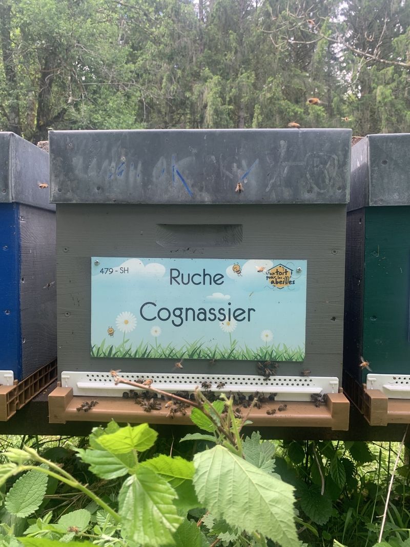 La ruche Cognassier