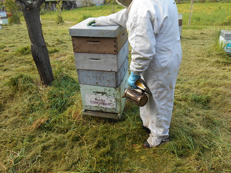 La ruche Colchique