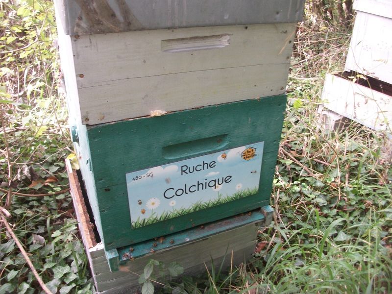 La ruche Colchique