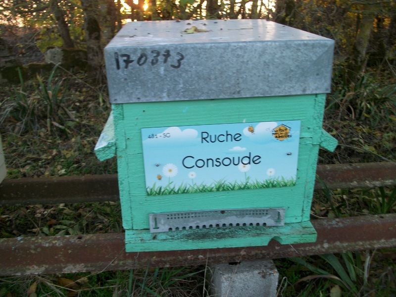 La ruche Consoude