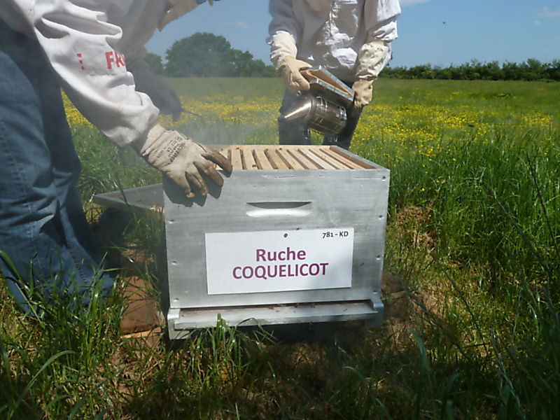 La ruche Coquelicot