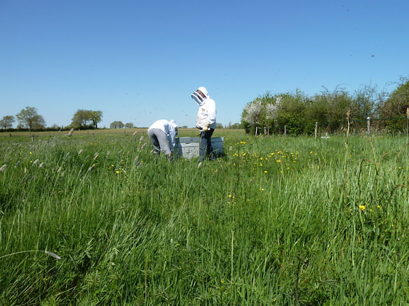 La ruche Coquelicot