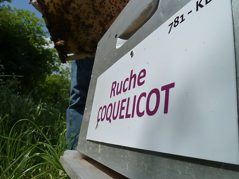 La ruche Coquelicot