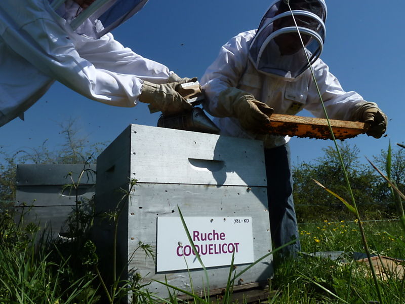 La ruche Coquelicot