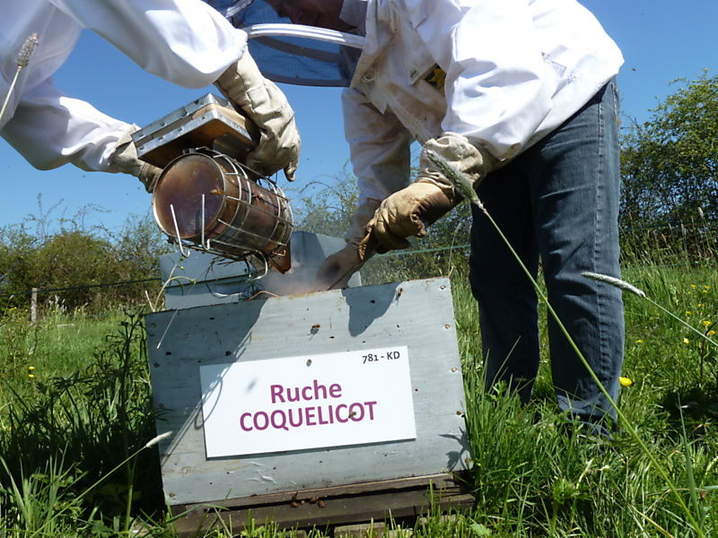 La ruche Coquelicot
