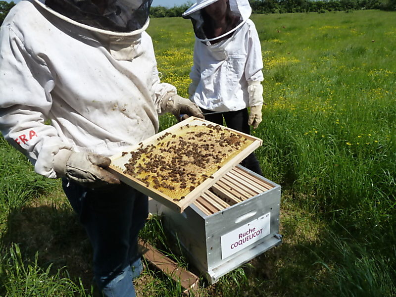 La ruche Coquelicot