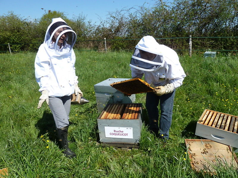 La ruche Coquelicot