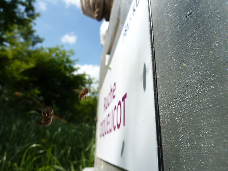 La ruche Coquelicot