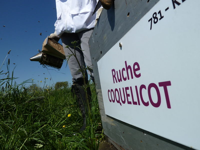 La ruche Coquelicot