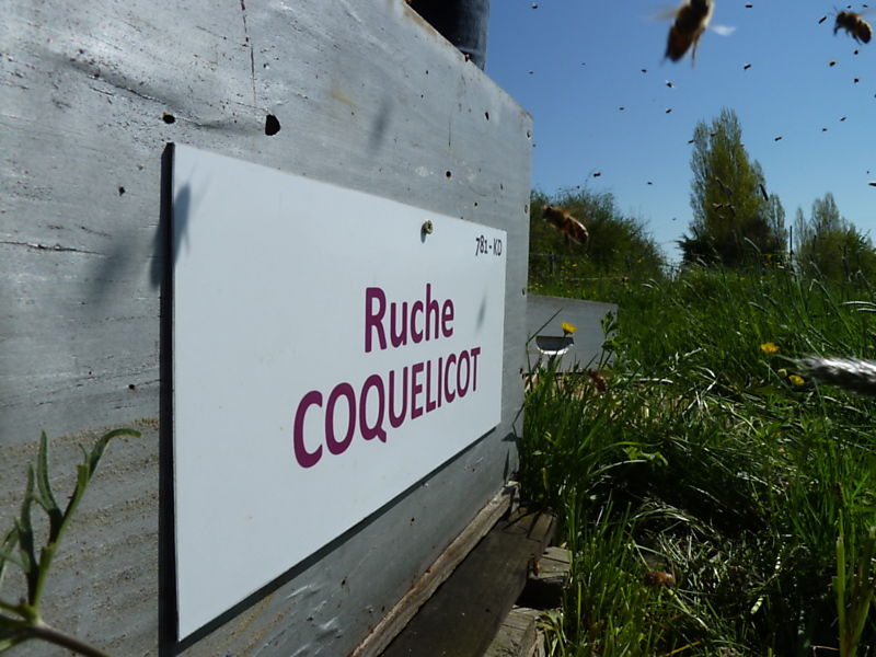 La ruche Coquelicot