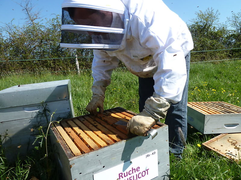 La ruche Coquelicot