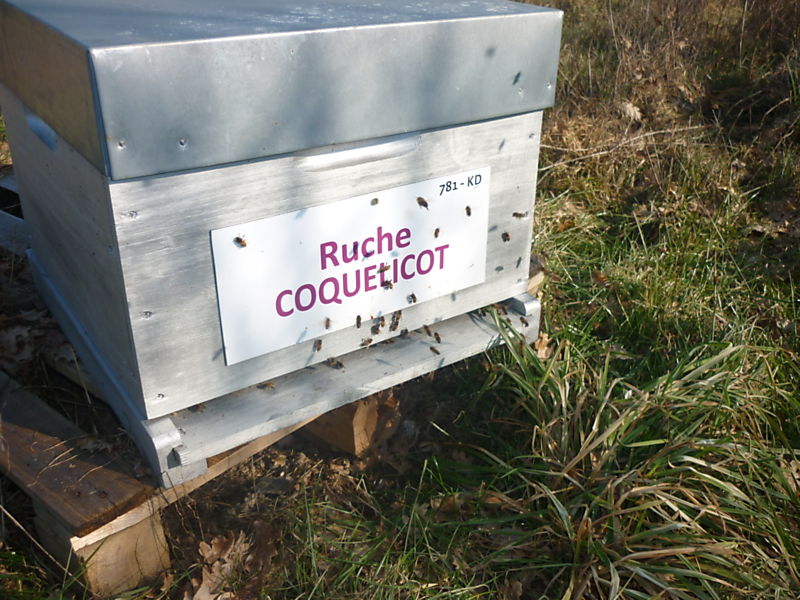 La ruche Coquelicot