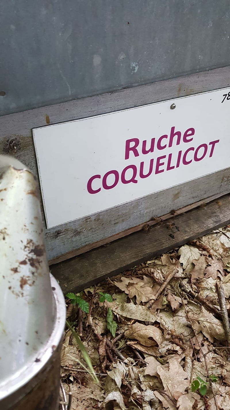 La ruche Coquelicot