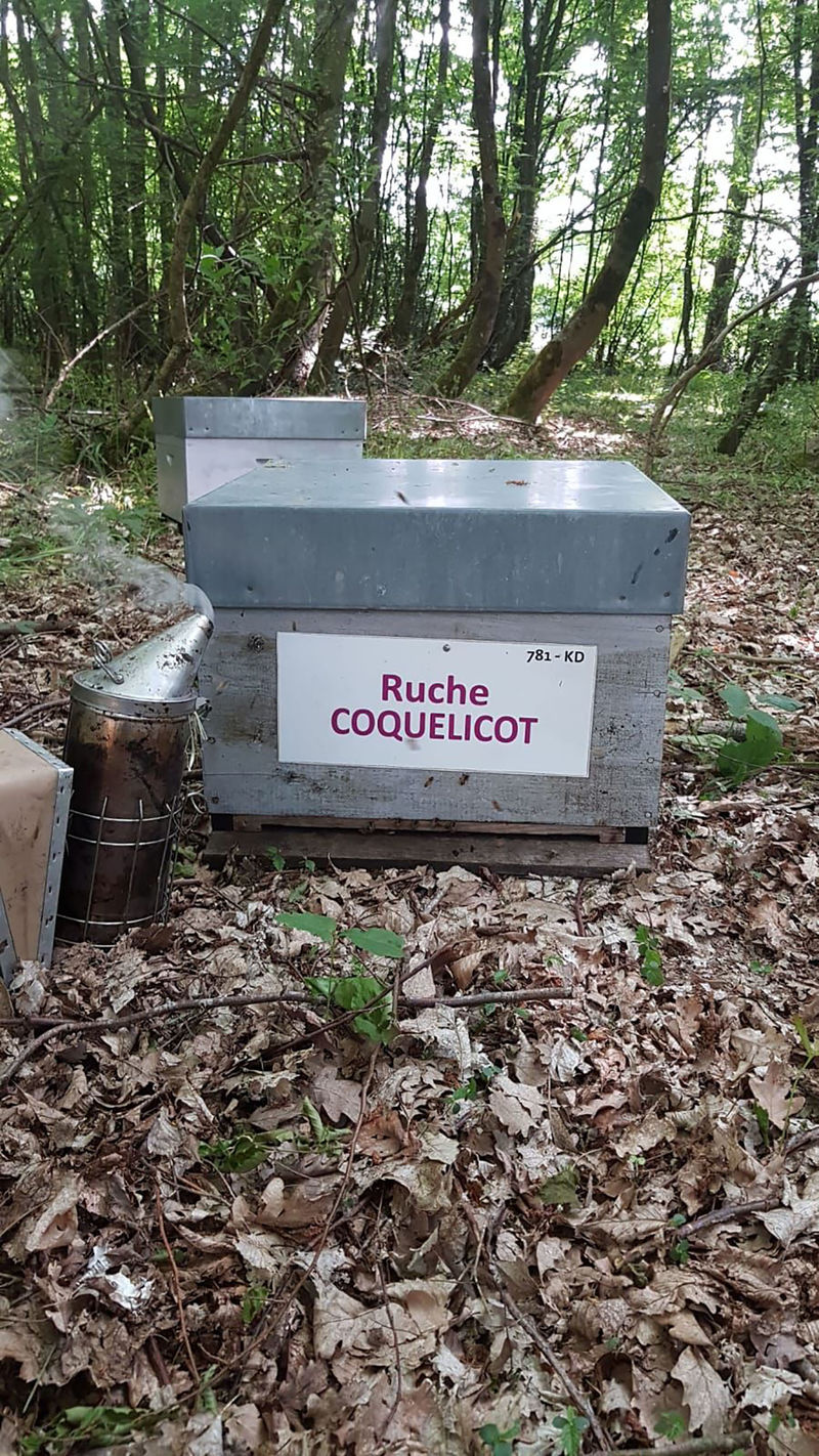 La ruche Coquelicot