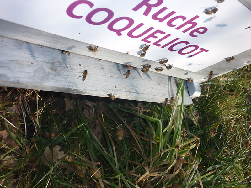 La ruche Coquelicot