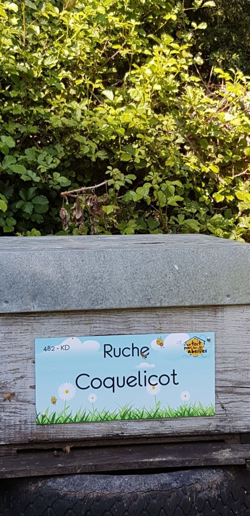 La ruche Coquelicot