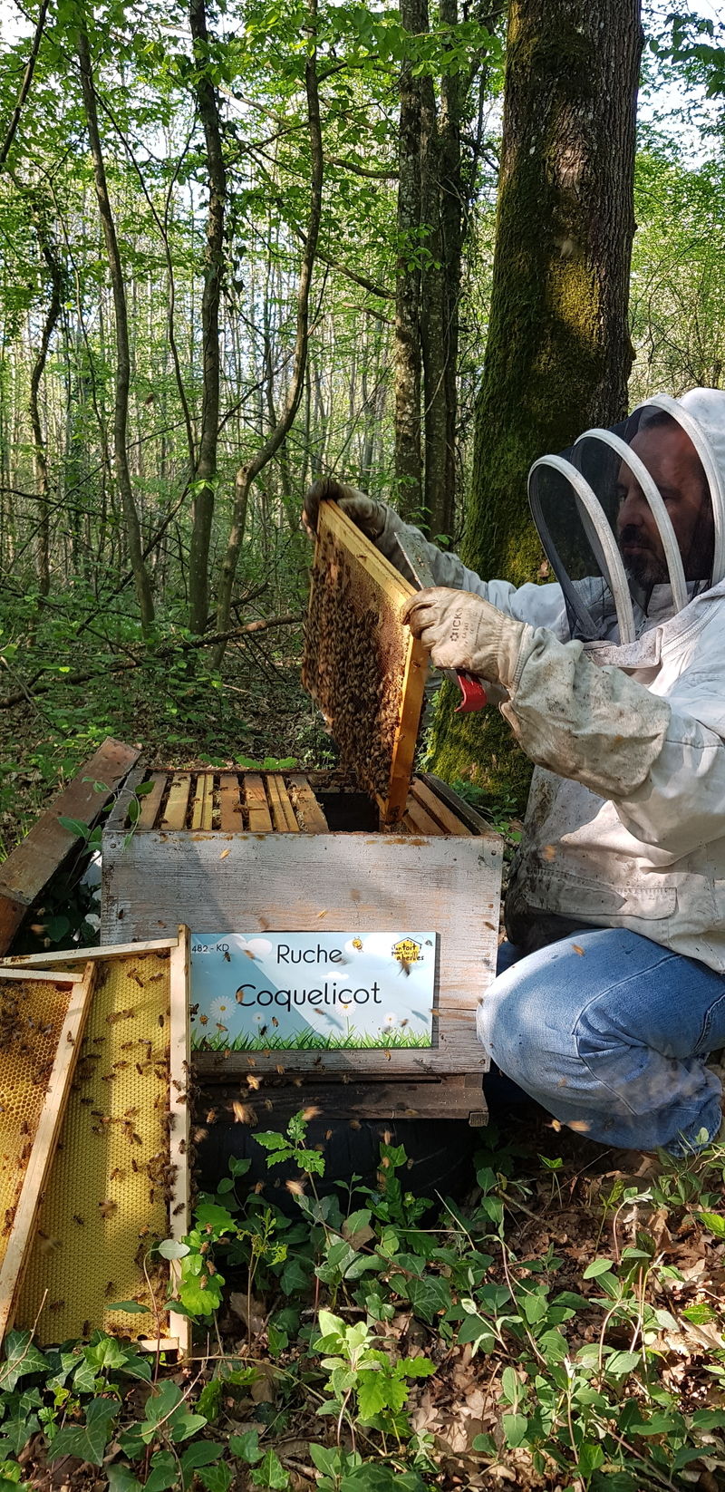 La ruche Coquelicot