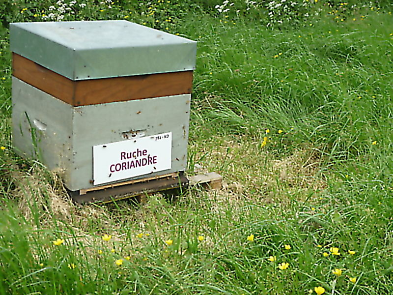 La ruche Coriandre