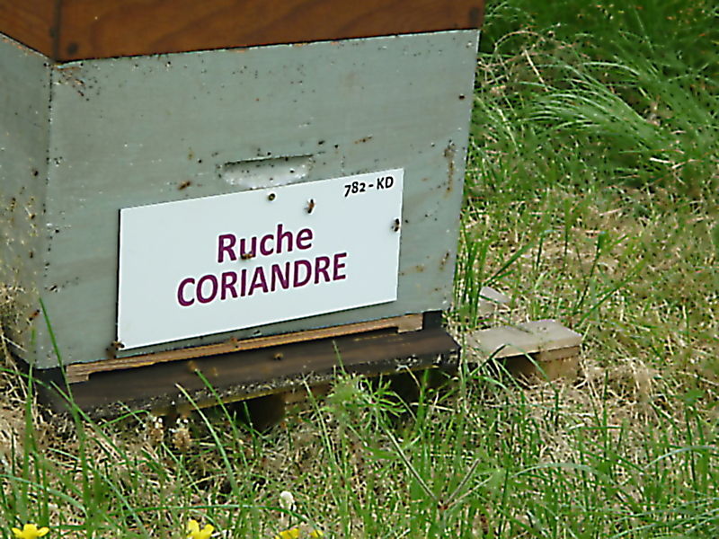 La ruche Coriandre