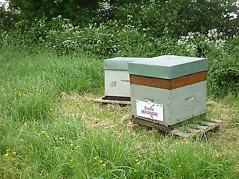 La ruche Coriandre