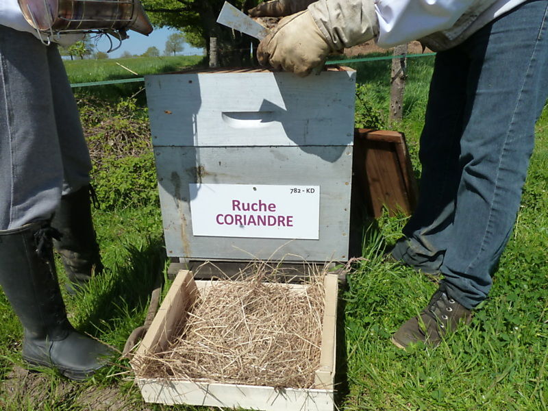 La ruche Coriandre