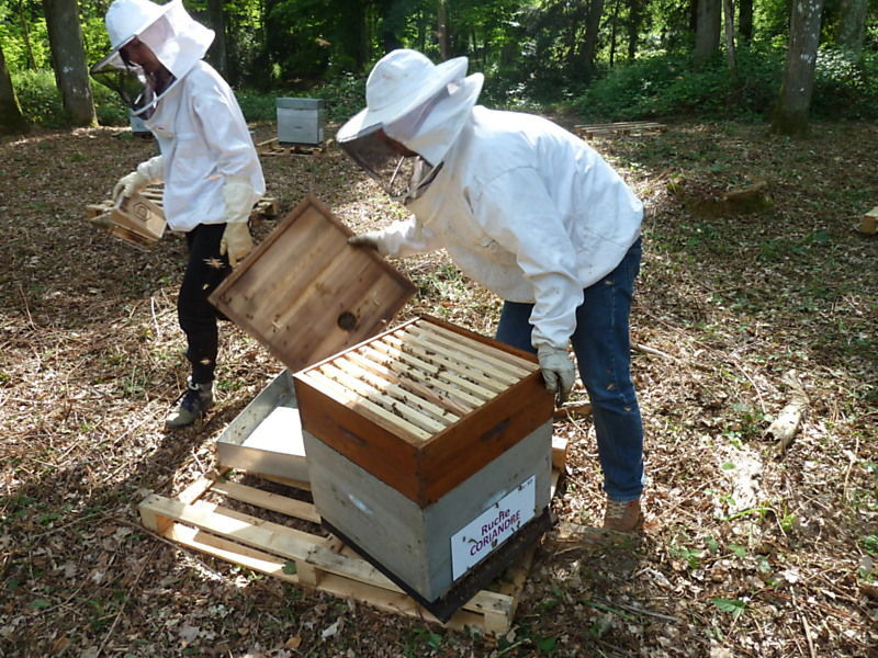 La ruche Coriandre