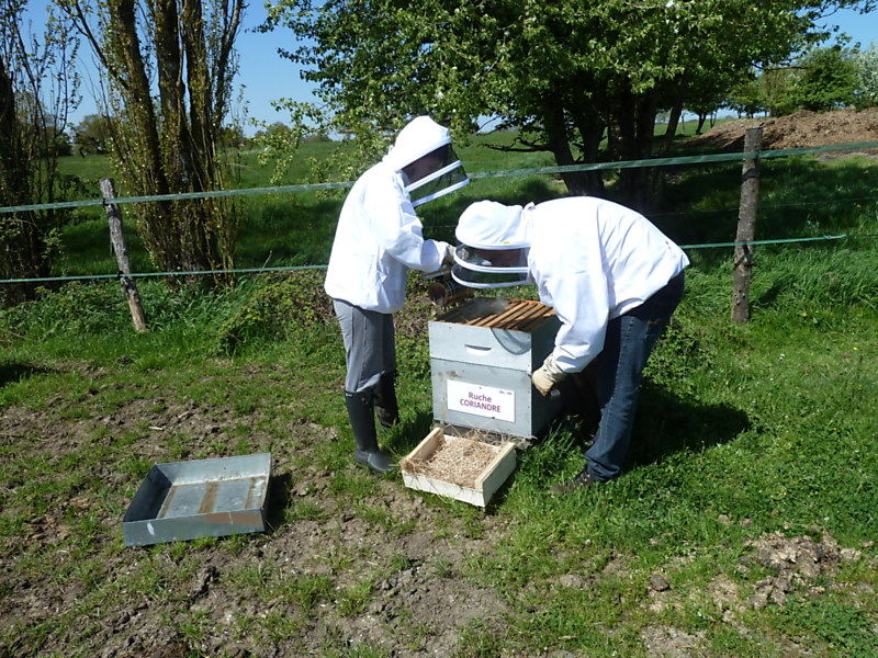 La ruche Coriandre