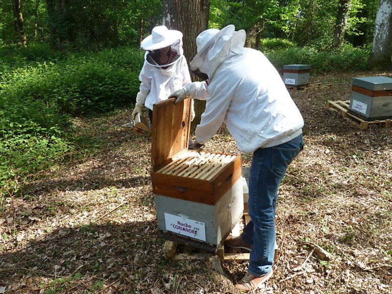 La ruche Coriandre