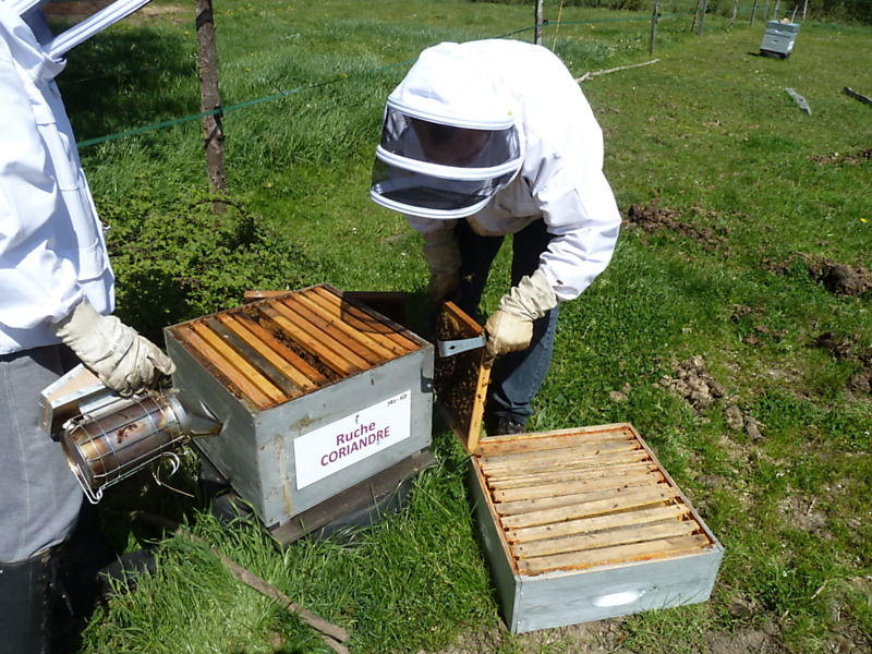 La ruche Coriandre