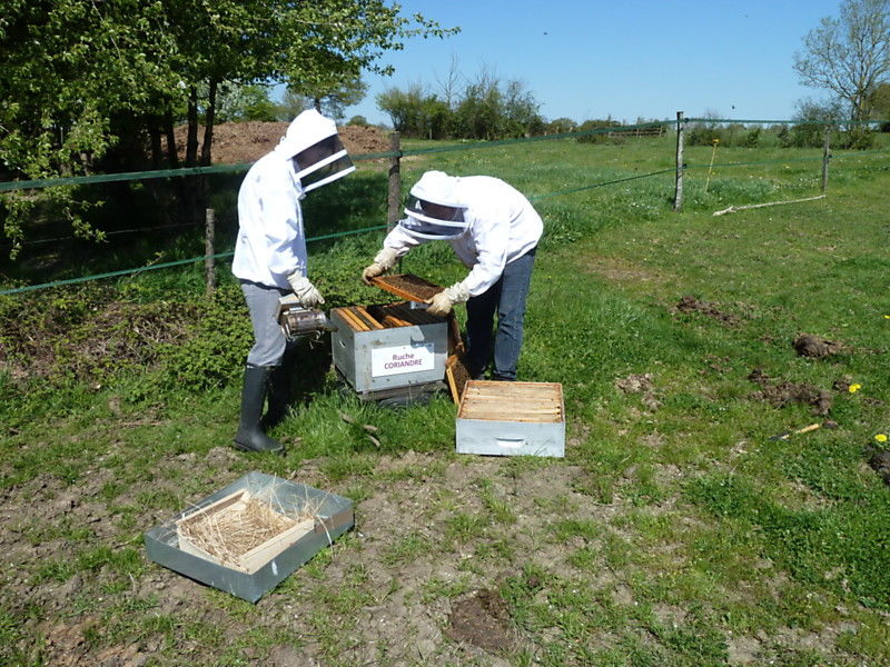 La ruche Coriandre
