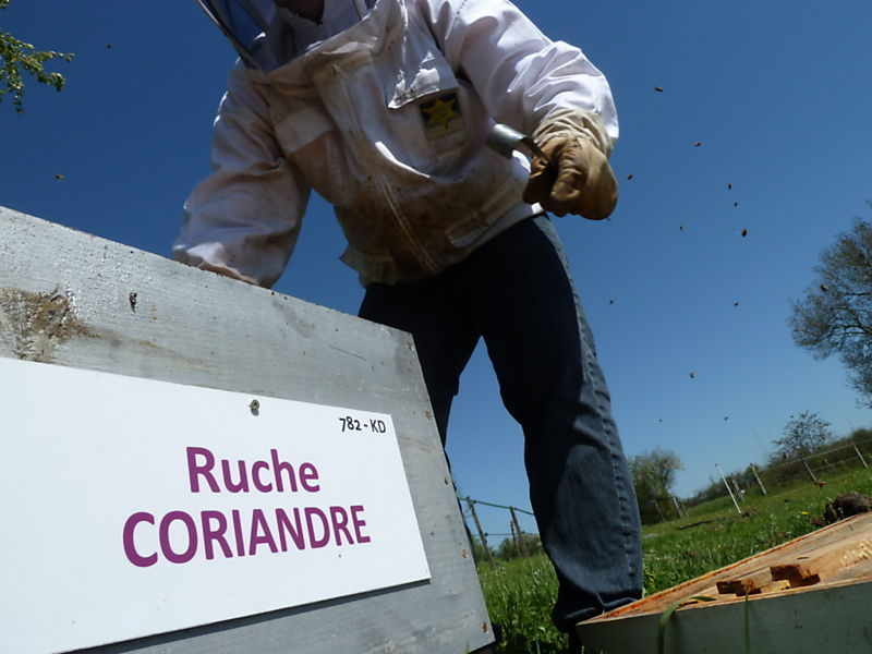 La ruche Coriandre