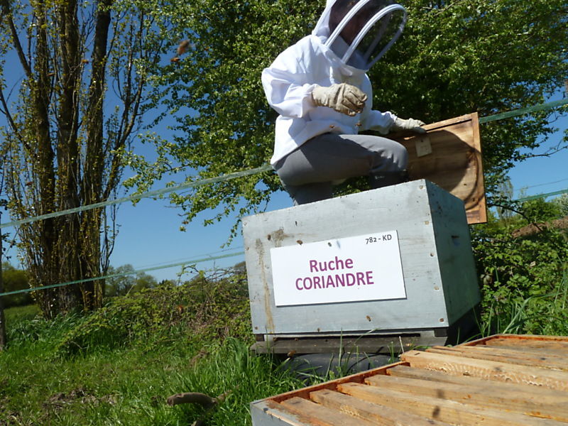 La ruche Coriandre