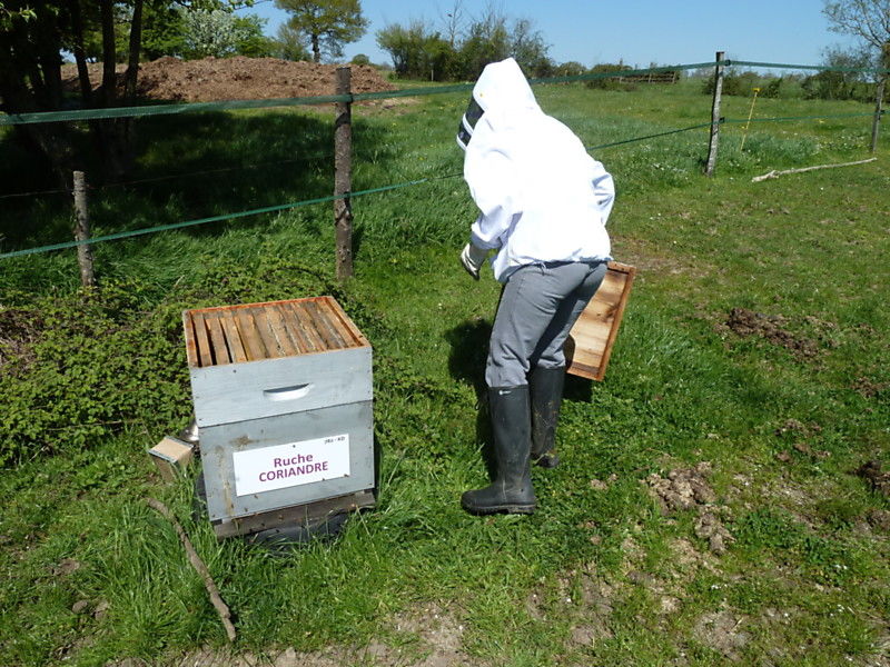 La ruche Coriandre