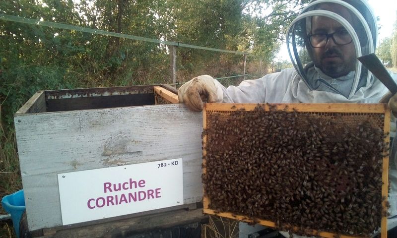 La ruche Coriandre