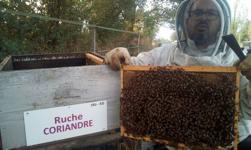 La ruche Coriandre