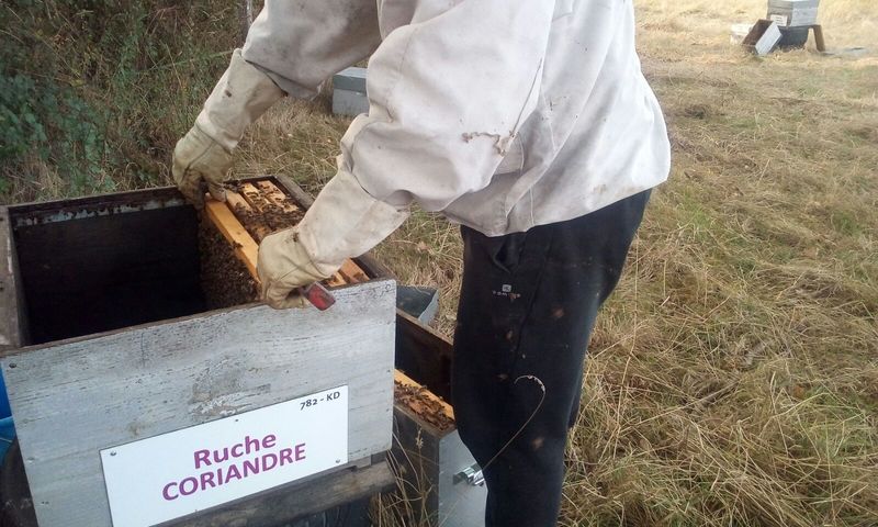 La ruche Coriandre