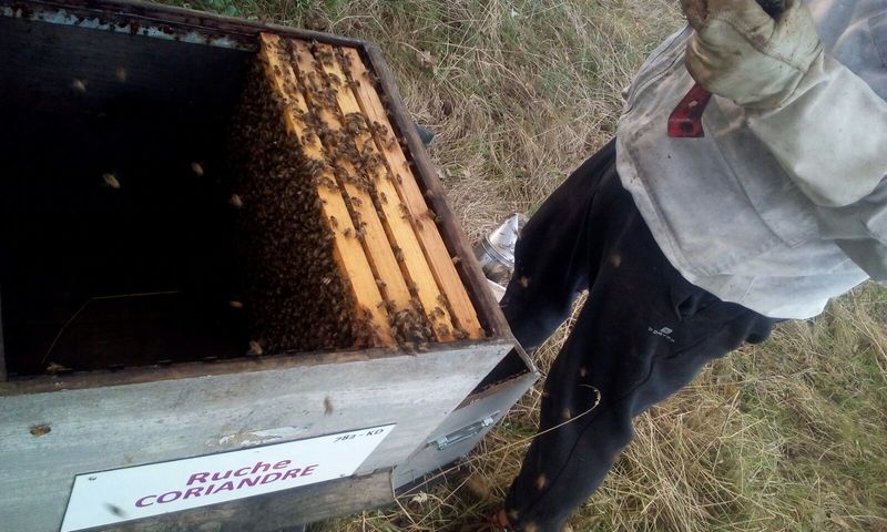 La ruche Coriandre