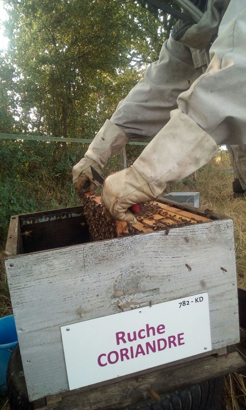La ruche Coriandre