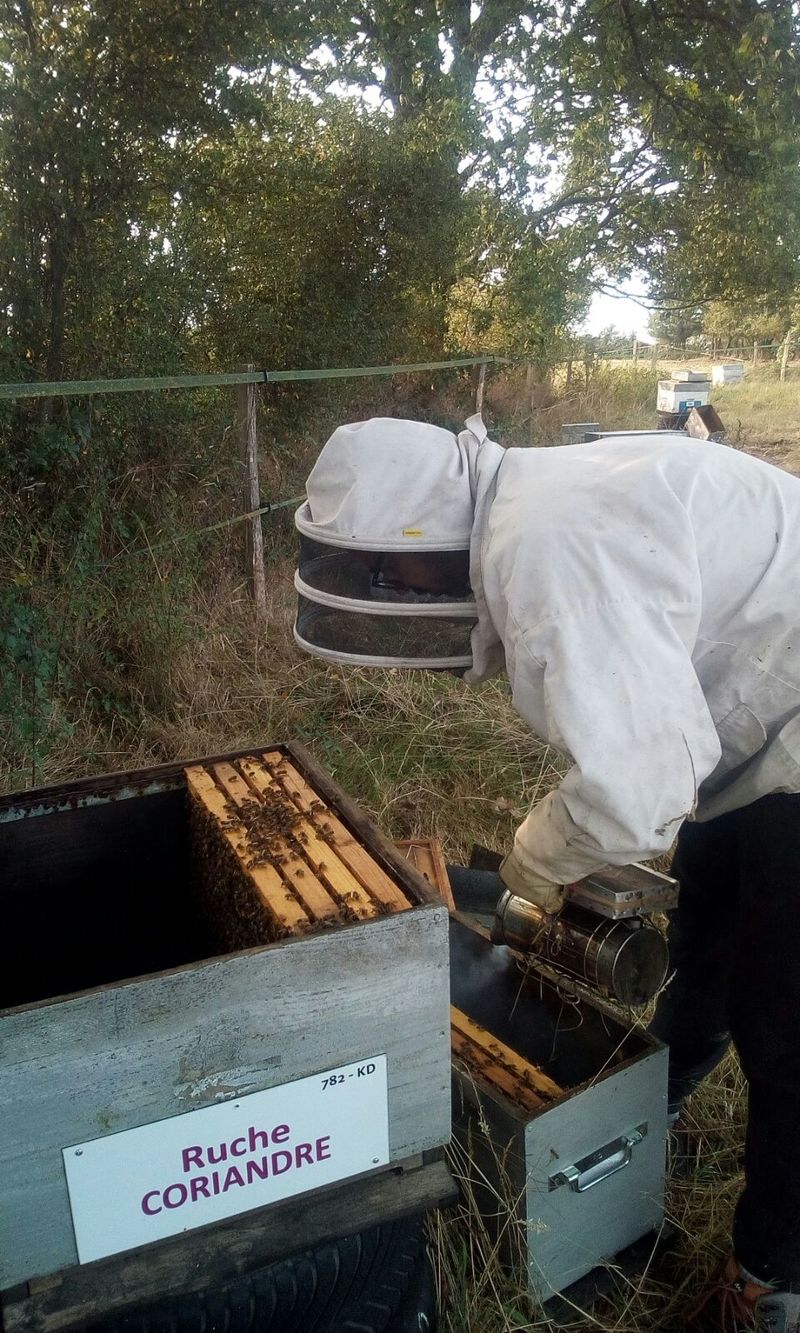 La ruche Coriandre