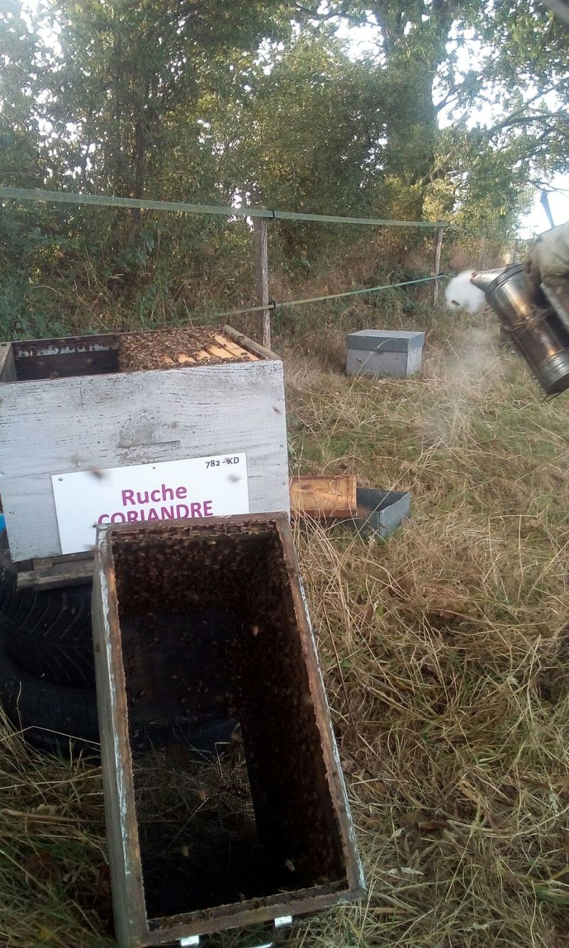 La ruche Coriandre