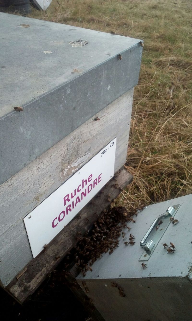 La ruche Coriandre