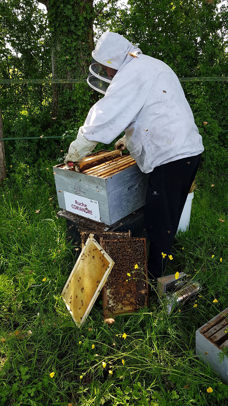 La ruche Coriandre