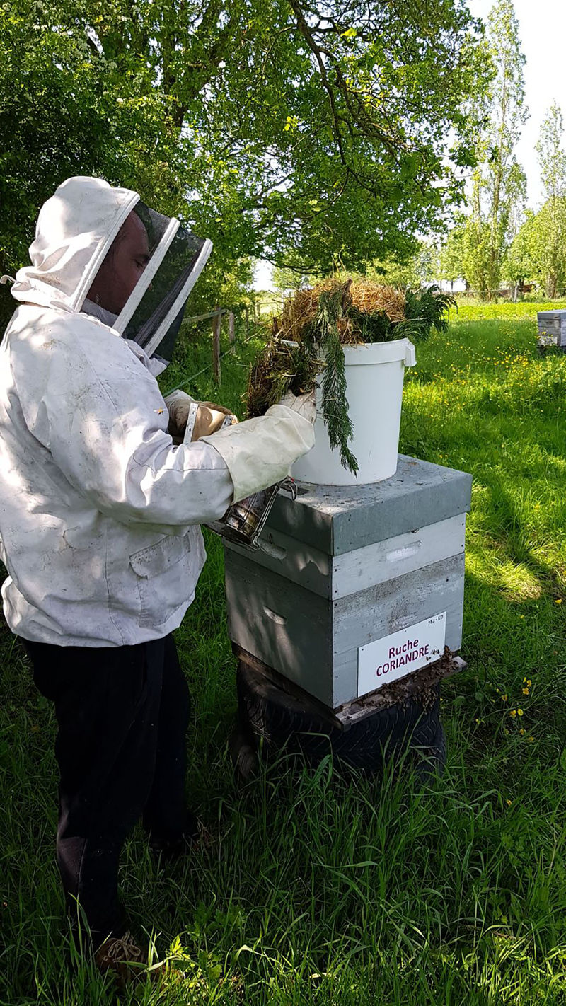La ruche Coriandre