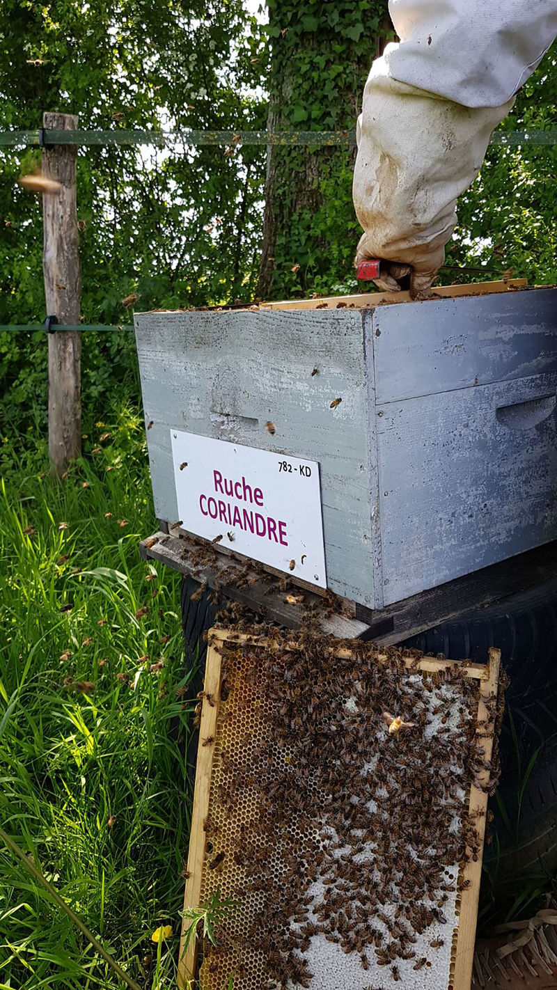 La ruche Coriandre