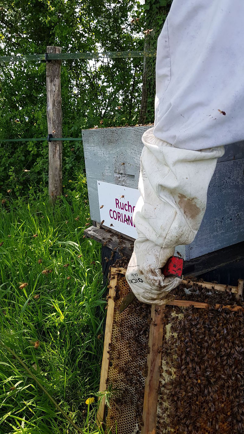 La ruche Coriandre