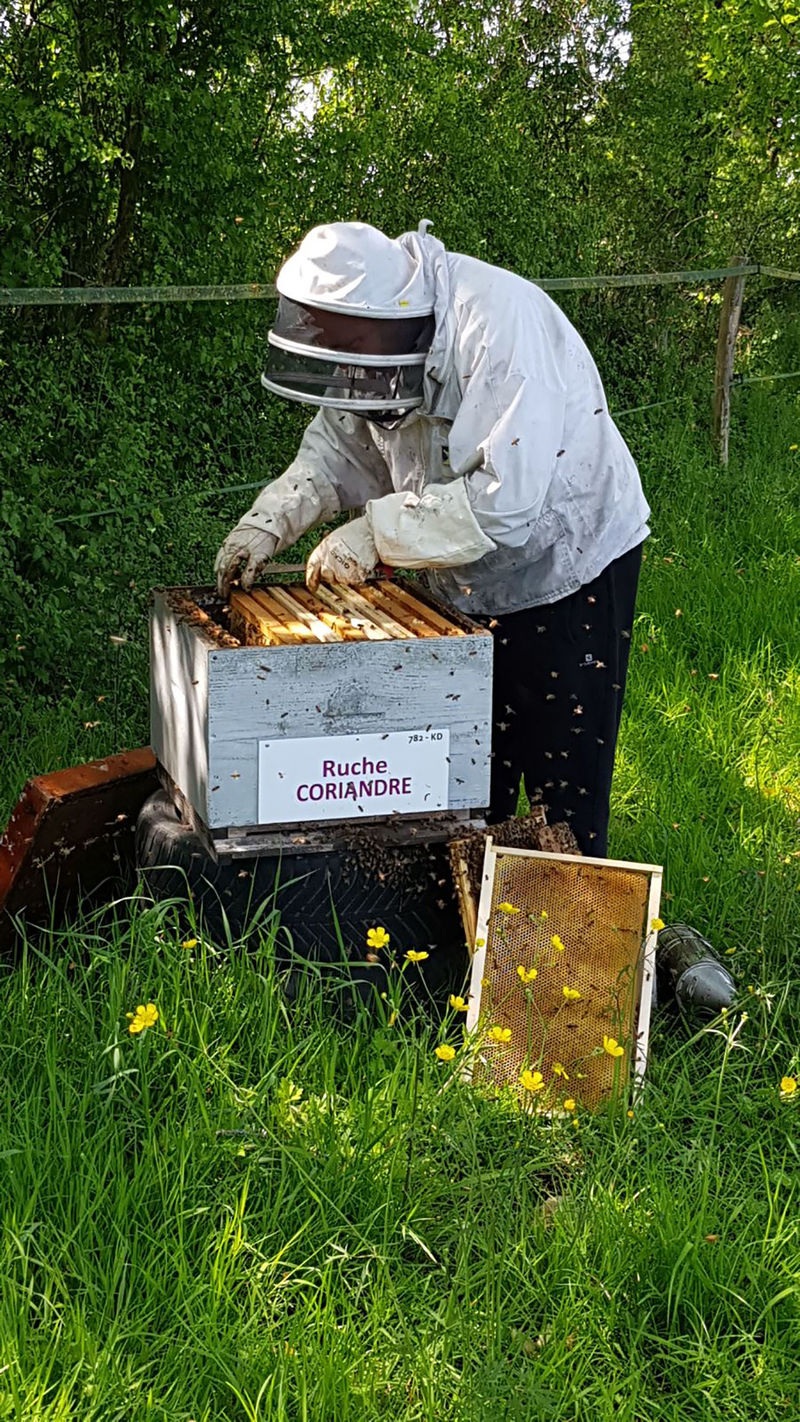La ruche Coriandre