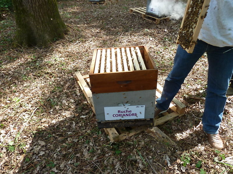 La ruche Coriandre